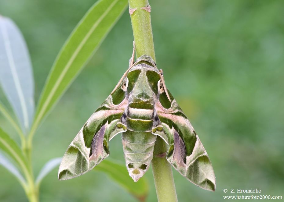 Oleander Hawk-moth, Daphnis nerii (Butterflies, Lepidoptera)
